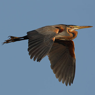 Ardea purpurea (Purple heron)