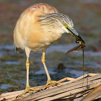 Ardeola ralloides (Squacco heron, Common squacco heron) 