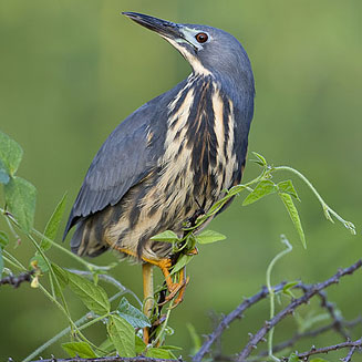 Ixobrychus sturmii (Dwarf bittern)
