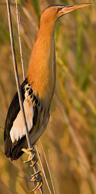Ixobrychus minutus (Little bittern) 