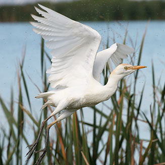 Bubulcus ibis (Cattle egret)