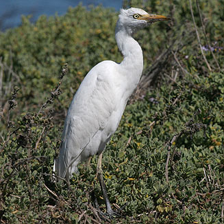 Bubulcus ibis (Cattle egret)