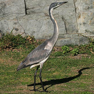 Ardea melanocephala (Black-headed heron)