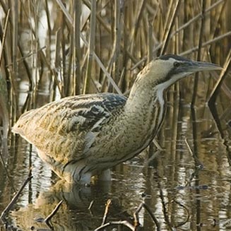 Botaurus stellaris (Eurasian bittern, Great bittern, Bittern)