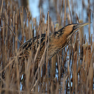 Botaurus stellaris (Eurasian bittern, Great bittern, Bittern) 