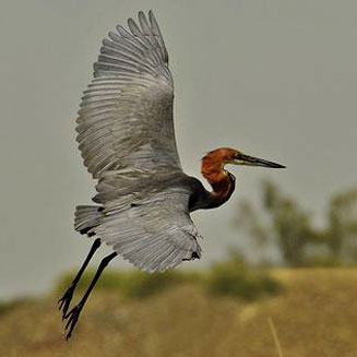 Ardea goliath (Goliath heron)