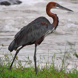 Ardea goliath (Goliath heron)