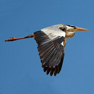 Ardea cinerea (Grey heron)