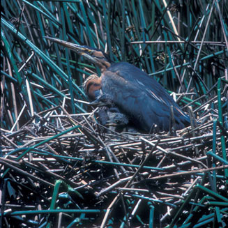 Ardea purpurea (Purple heron)