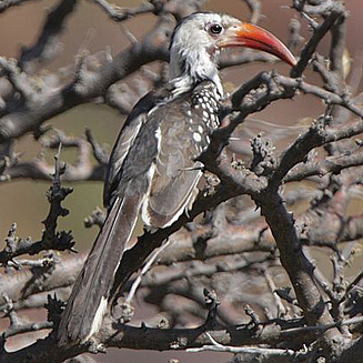 Tockus damarensis (Damara hornbill) 