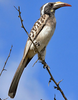 Tockus nasutus (African grey hornbill, Grey hornbill) 