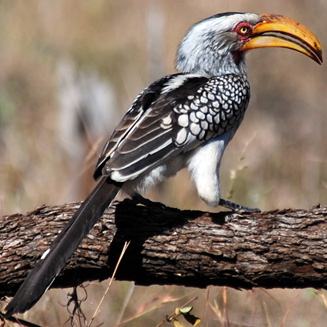 Tockus leucomelas (Southern yellow-billed hornbill)