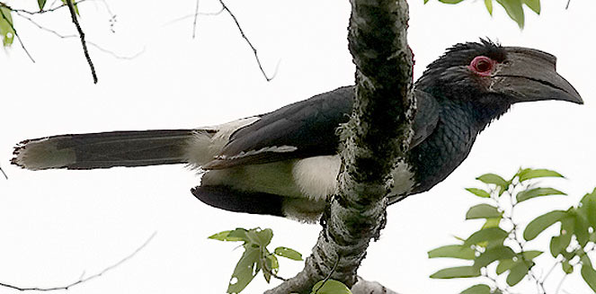 Bycanistes bucinator (Trumpeter hornbill) 