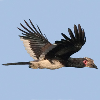 Bycanistes bucinator (Trumpeter hornbill) 