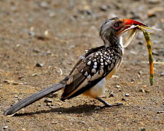 Tockus erythrorhynchus (Red-billed hornbill) 
