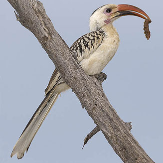 Tockus damarensis (Damara hornbill) 