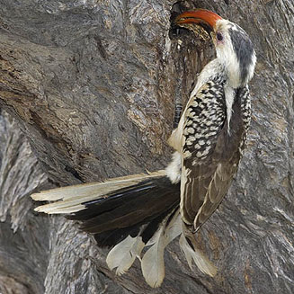 Tockus damarensis (Damara hornbill) 