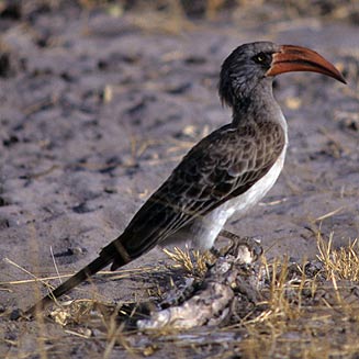 Tockus bradfieldi (Bradfield's hornbill) 