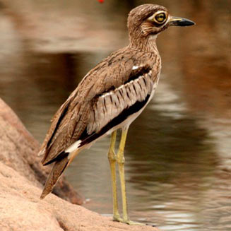 Burhinus vermiculatus (Water thick-knee, Water dikkop) 