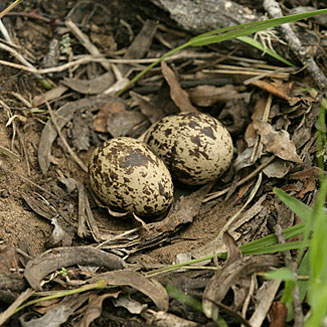 Burhinus vermiculatus (Water thick-knee, Water dikkop) 
