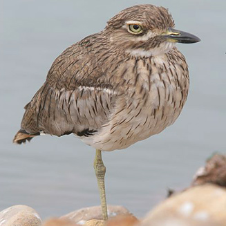 Burhinus vermiculatus (Water thick-knee, Water dikkop) 