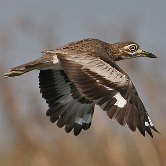 Burhinus vermiculatus (Water thick-knee, Water dikkop) 