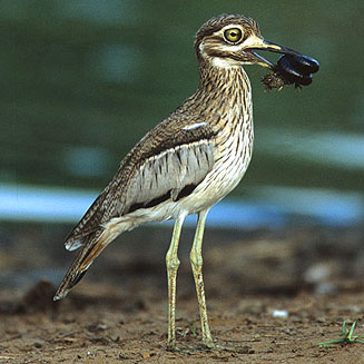 Burhinus vermiculatus (Water thick-knee, Water dikkop) 