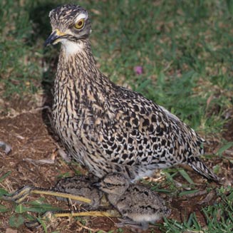 Burhinus capensis (Spotted thick-knee , Spotted dikkop) 