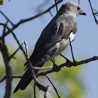 Coracina pectoralis (White-breasted cuckooshrike) 