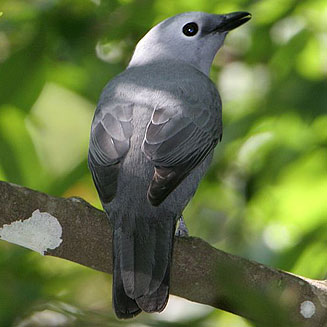 Coracina caesia (Grey Cuckooshrike)