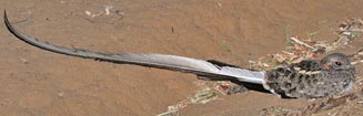 Macrodipteryx vexillarius (Pennant-winged nightjar) 