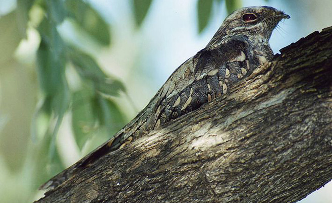 Caprimulgus europaeus (European nightjar) 