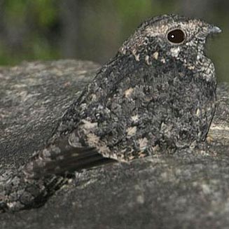 Caprimulgus tristigma (Freckled nightjar) 