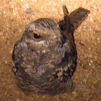 Caprimulgus natalensis (Swamp nightjar Natal nightjar) 