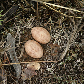 Caprimulgus rufigena (Rufous-cheeked nightjar)
