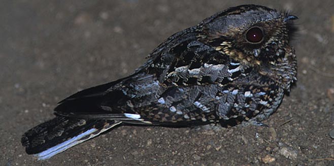 Caprimulgus fossii (Square-tailed nightjar Mozambique nightjar)