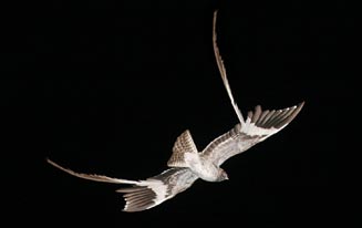 Macrodipteryx vexillarius (Pennant-winged nightjar) 