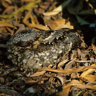 Caprimulgus pectoralis (Fiery-necked nightjar)