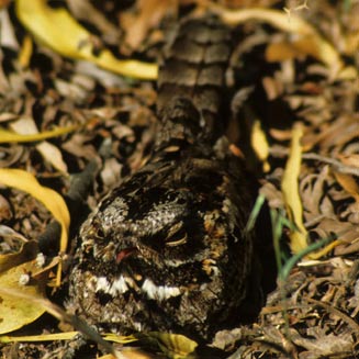 Caprimulgus pectoralis (Fiery-necked nightjar)