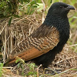 Centropus grillii (Black coucal) 