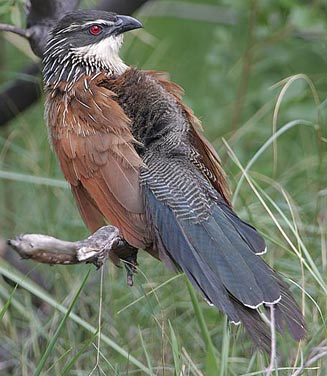 Centropus superciliosus (White-browed coucal) 