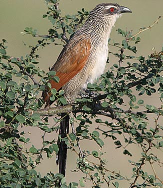 Centropus superciliosus (White-browed coucal) 