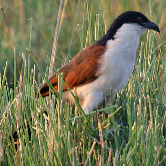 Centropus cupreicaudus (Coppery-tailed coucal) 