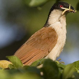 Centropus senegalensis (Senegal coucal) 