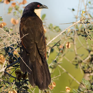 Centropus cupreicaudus (Coppery-tailed coucal)