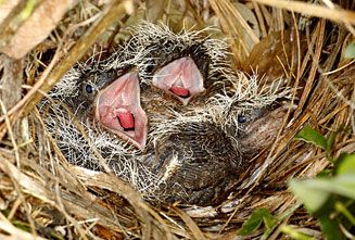 Centropus burchellii (Burchell's coucal) 