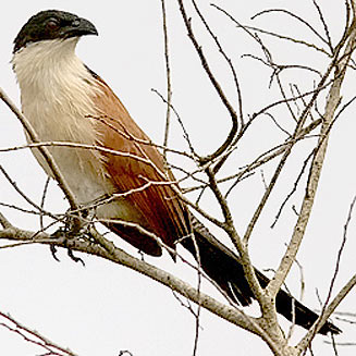 Centropus burchellii (Burchell's coucal) 