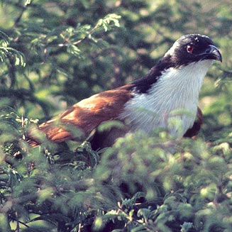 Centropus burchellii (Burchell's coucal) 