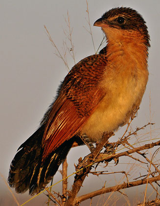 Centropus burchellii (Burchell's coucal)