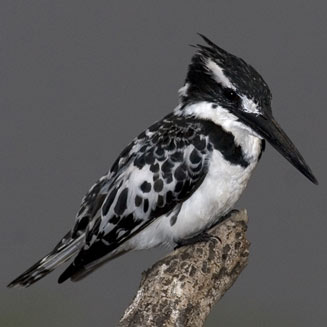 Ceryle rudis (Pied kingfisher)&nbsp;